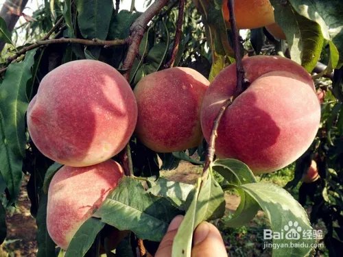 毛桃苗新品种哪个好?