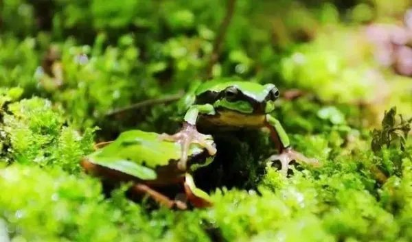 雨蛙是什么？为何会在秦岭出现？