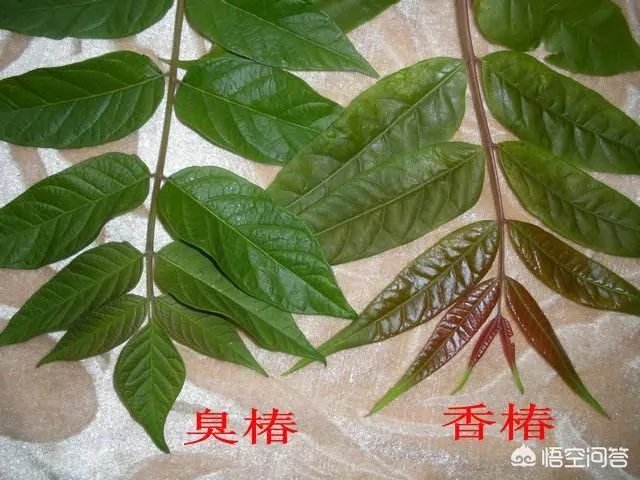 春芽树和香椿的区别