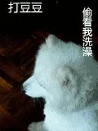 萨摩耶到底有多蠢？