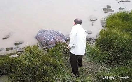 1965年黄河巨鳖事件是不是真实的？有何依据？