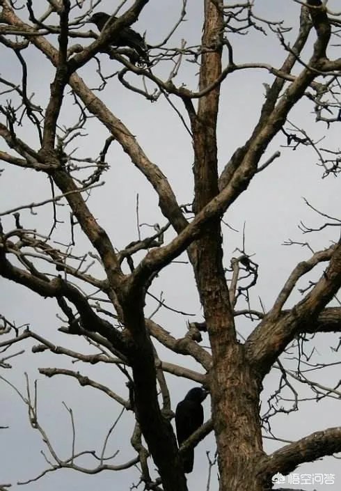 农村常见的乌鸦是很聪明的鸟,为什么有人讨厌它?
