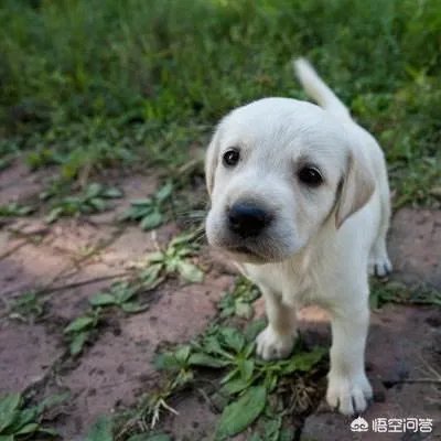 可以翻译狗狗叫声的软件