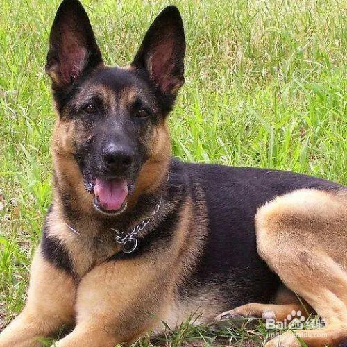 狼狗的价格高吗？