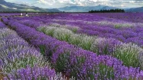 昆明在美留学生公开演讲：美国空气又香又甜！家乡空气差，昆明为自己正名！