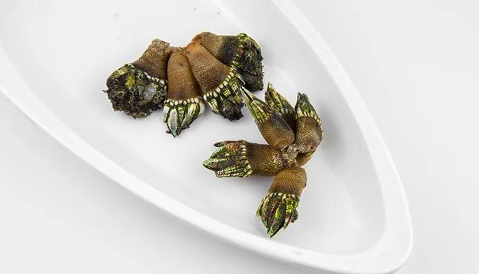 淡水螺的种类有哪些 淡水螺的品种有哪些