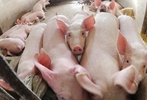 “猪吃转基因饲料159天后子宫增重25%”这个实验是怎么回事?