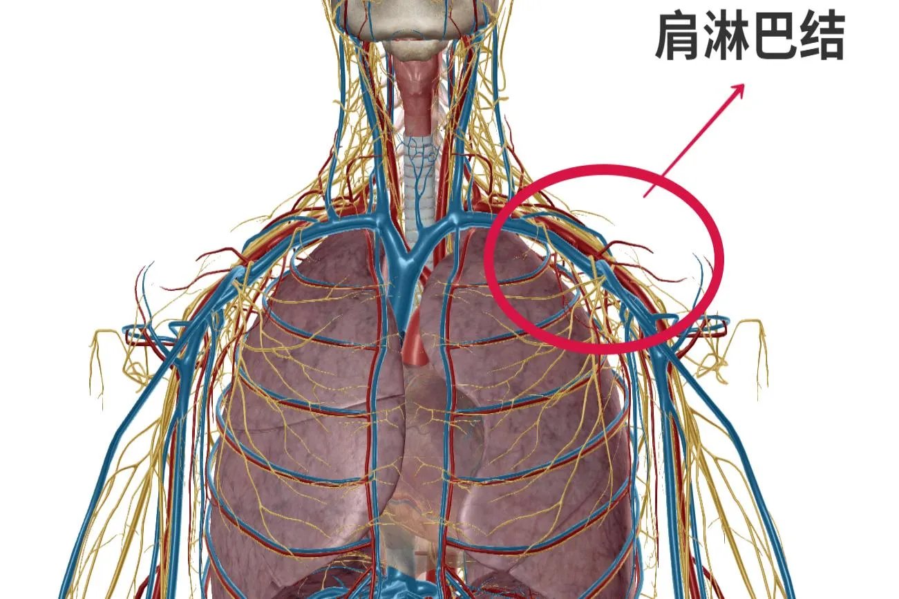 肩膀淋巴结在哪个位置图片