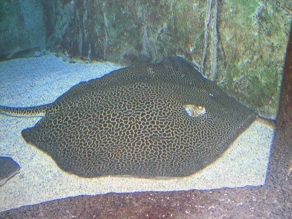 这是什么蝠鲼?圈住的那一只。