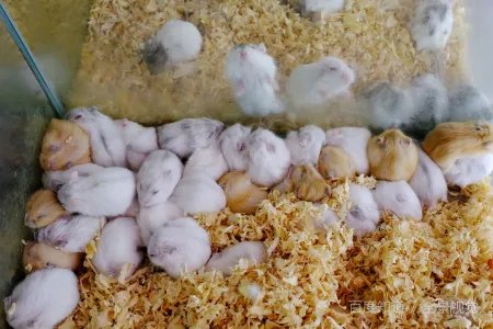 言三语四造谣言疯疯癫癫不正经。打一生肖