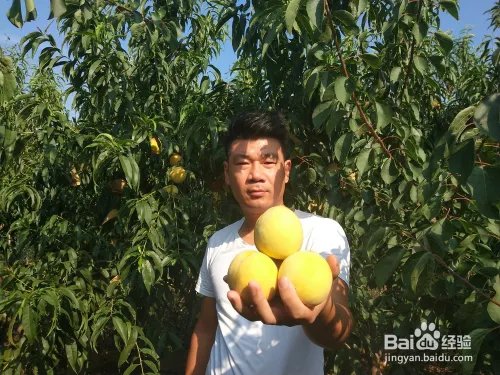 毛桃苗新品种哪个好?