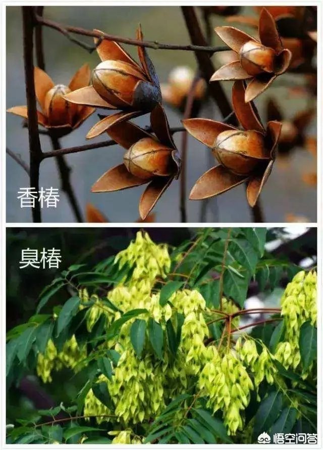春芽树和香椿的区别