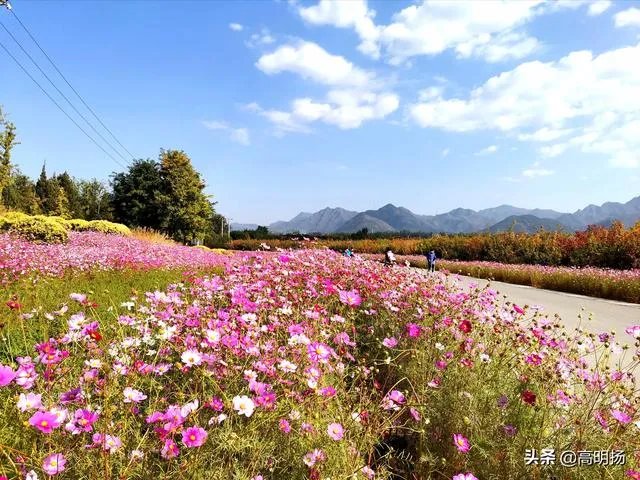 上海奉贤区东端这个镇