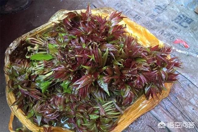 春芽树和香椿的区别