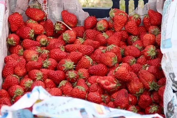 春天吃什么好 吃这些对身体好