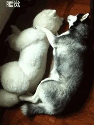 萨摩耶到底有多蠢？