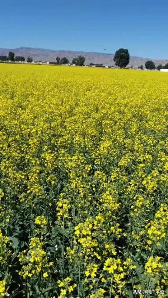 上海奉贤区东端这个镇