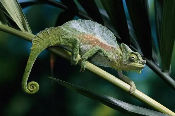 最著名的十大动物骗子排行 变色龙上榜,第三本领是“装死”