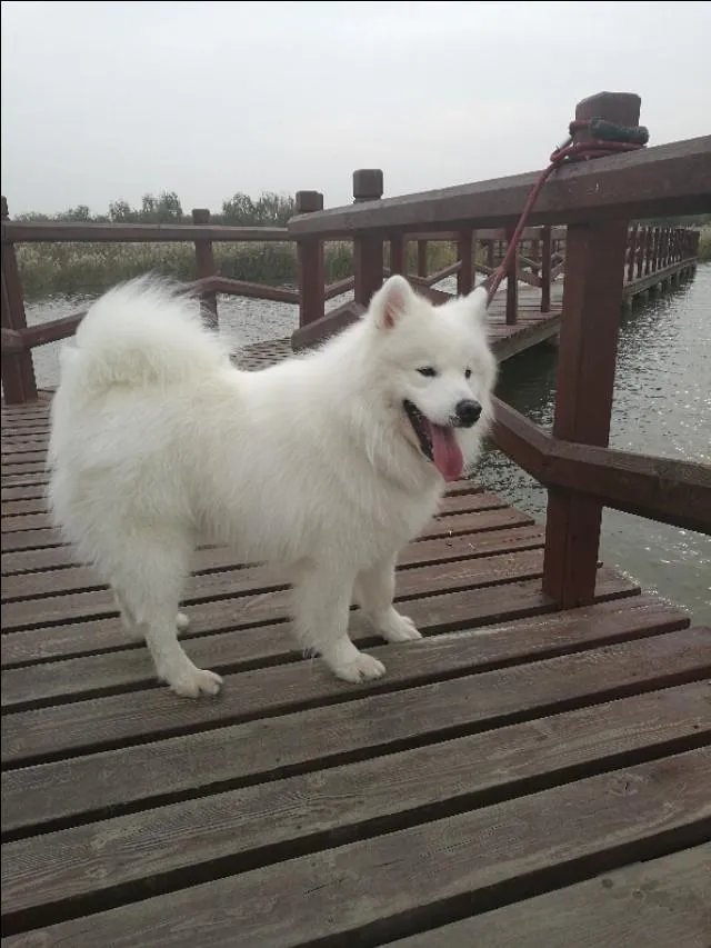 萨摩耶到底有多蠢？