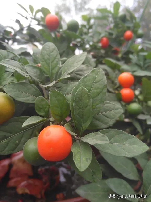 如何看待孙宇晨欲百万年薪聘请罗永浩「卖艺」？