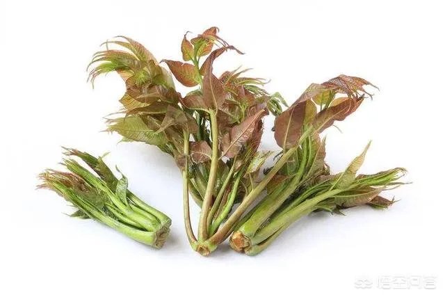 春芽树和香椿的区别