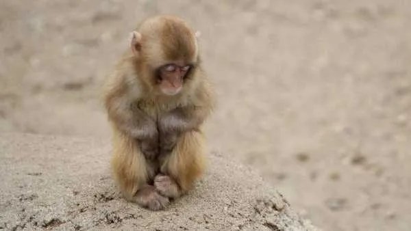 如何看待动物园的猴子拿着钥匙开门跑了的事件？