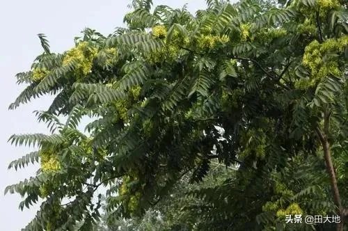 春芽树和香椿的区别