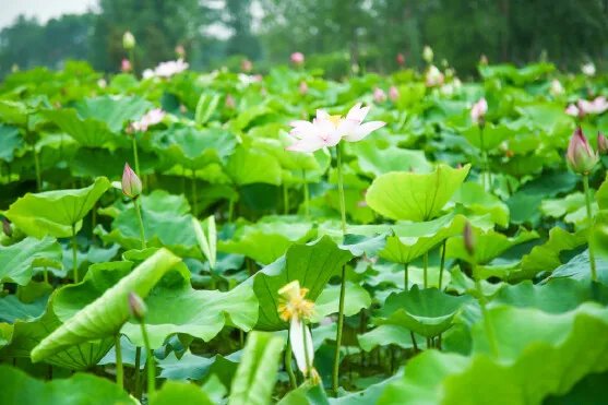 荷花是几月份开