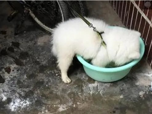 萨摩耶到底有多蠢？