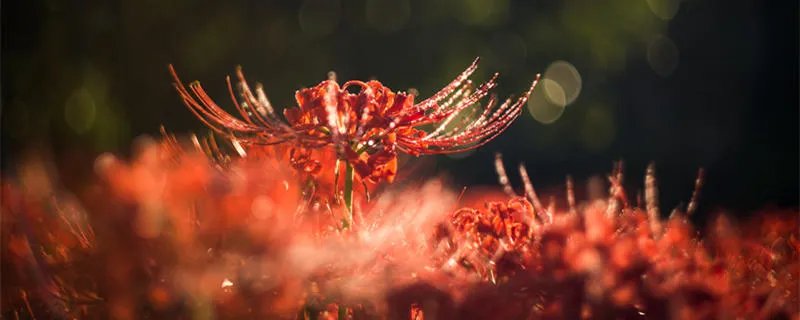 彼岸花开是哪种意思 彼岸花的花语