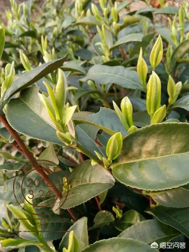 孕妇能经常喝毛尖茶吗？