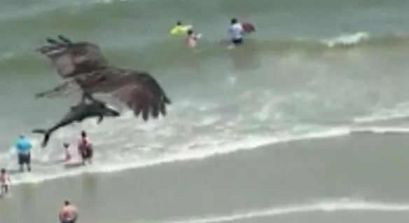 巨大老鹰从海中抓起一头鲨鱼是怎么回事 网友:这也太秀了吧