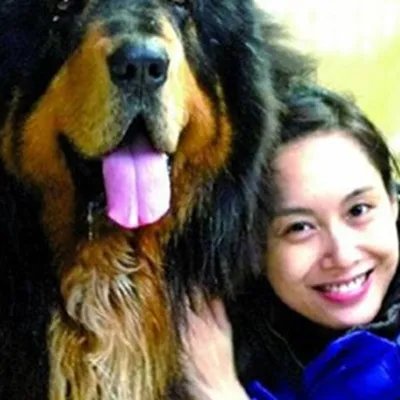 朱茵家的藏獒图片曝光 因照顾藏獒不周惨遭家公家暴