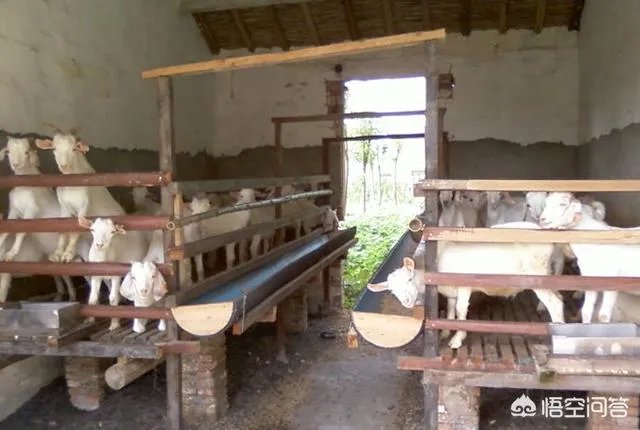 奶山羊怎样提高产量和品质？