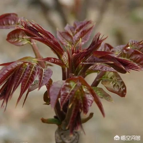 春芽树和香椿的区别