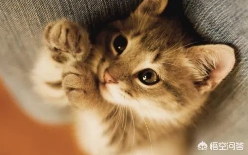 如何看待“给每个员工发一只猫，离职的话要退还猫给公司，可以起到稳定团队的作用”这句话？