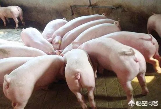 9月4日猪价:东北全线下跌,算是新一轮下跌的信号吗?