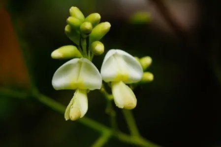 五叶槐长什么样子？都有哪些形态特征呢？