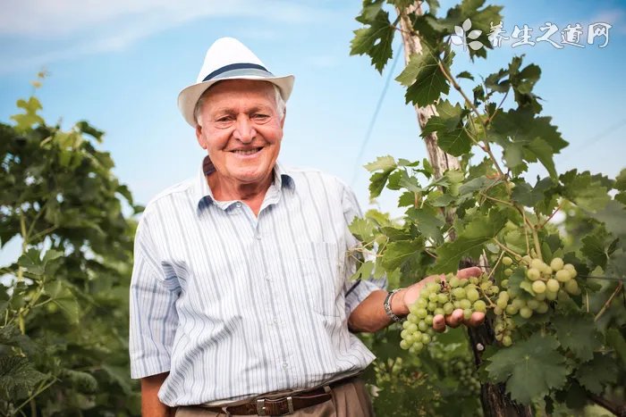 福鼎白茶寿眉的功效与作用