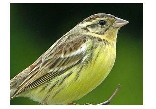 为何说禾花雀升级为极危？