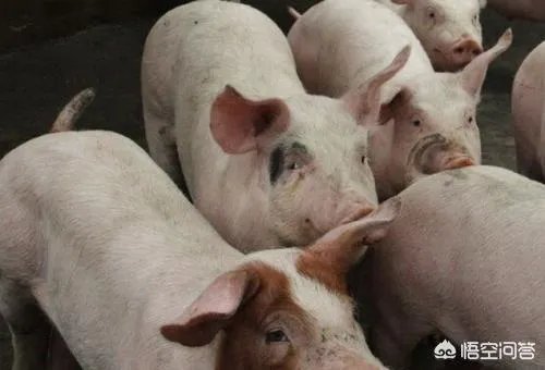 9月4日猪价:东北全线下跌,算是新一轮下跌的信号吗?