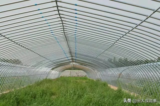 强台风“立奇马”要来了,温室大棚该提前做哪些防御措施,准备什么?