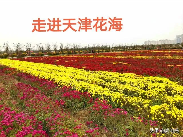 上海奉贤区东端这个镇