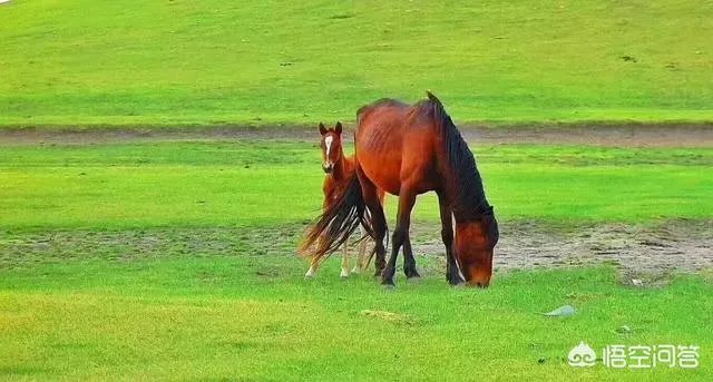 端午节想去草原旅游,这个时节草原好玩儿吗?