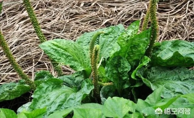 农村田野很多野菜都冒出了头，什么野菜是这个时节比较好采又好吃的？