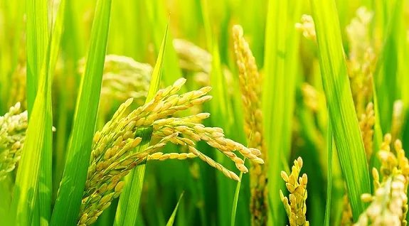 袁隆平团队沙漠海水稻亩产超千斤，海水稻是怎么种出来的？