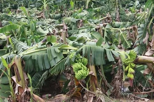 香蕉采摘完之后,为什么要把香蕉树砍掉?