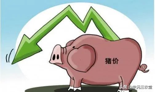 9月4日猪价:东北全线下跌,算是新一轮下跌的信号吗?