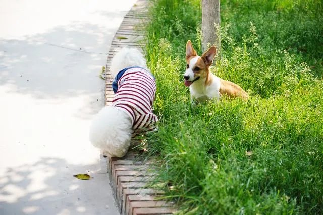 浙江女子喊老公下污水井救宠物狗致其身亡，年仅30岁，怎么看？