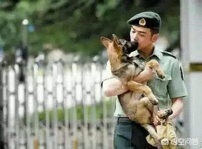 可以翻译狗狗叫声的软件